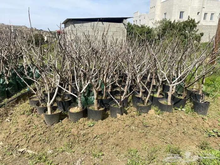 شتلات للبيع 5