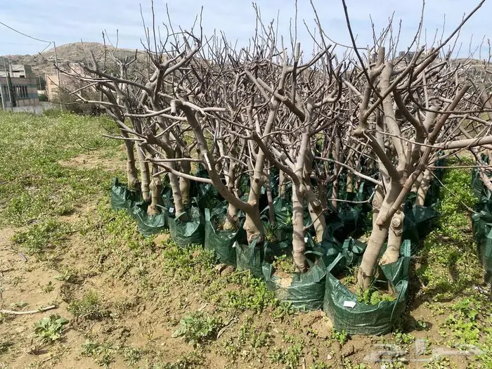 شتلات للبيع 3