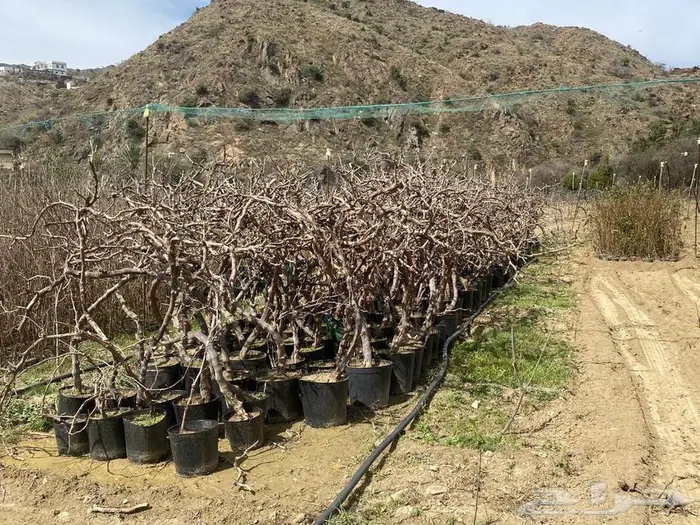 شتلات للبيع 11