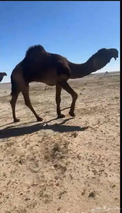 سلام عليكم للبيع البعير المنتج 0