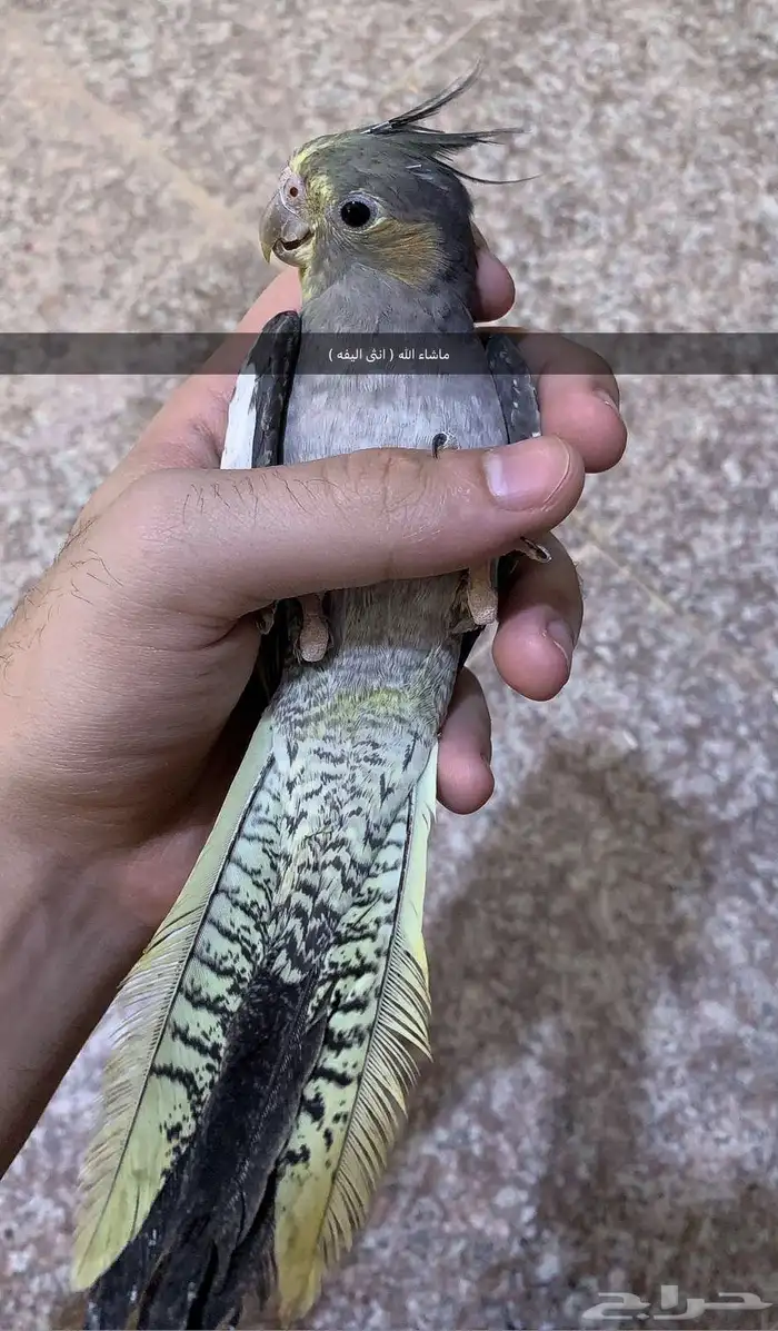جوز كروان اليف 1