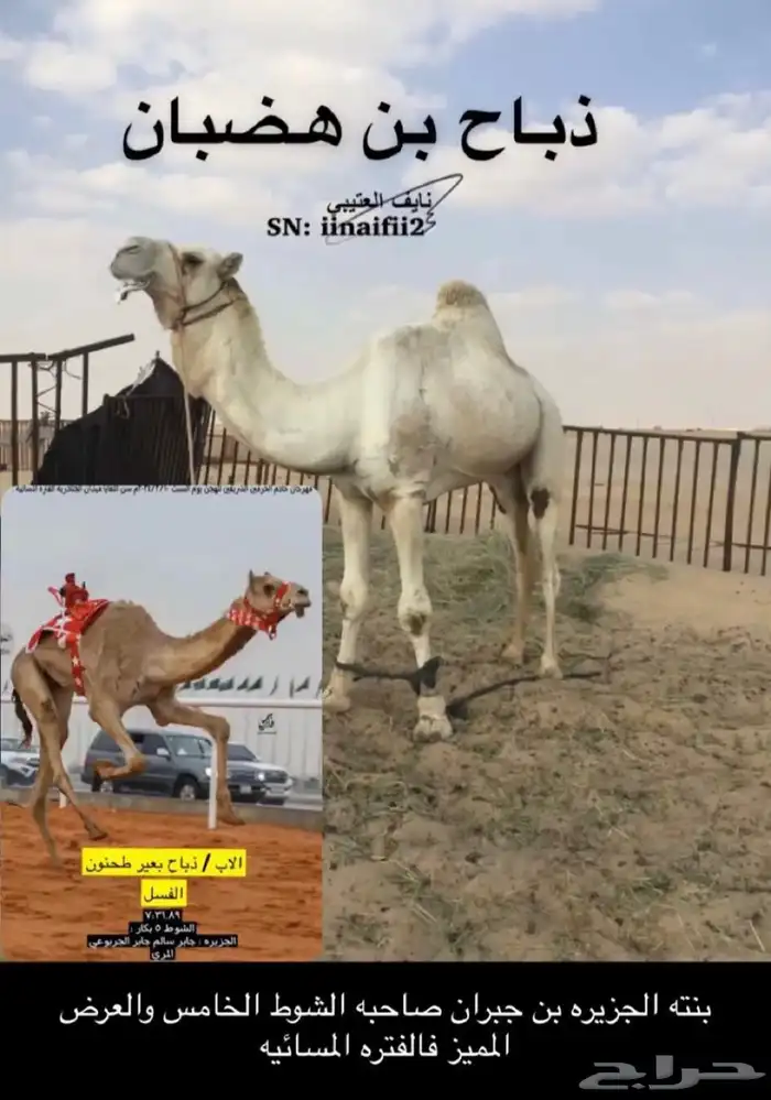 القحه شكل وسلاله للبيع هجن 1