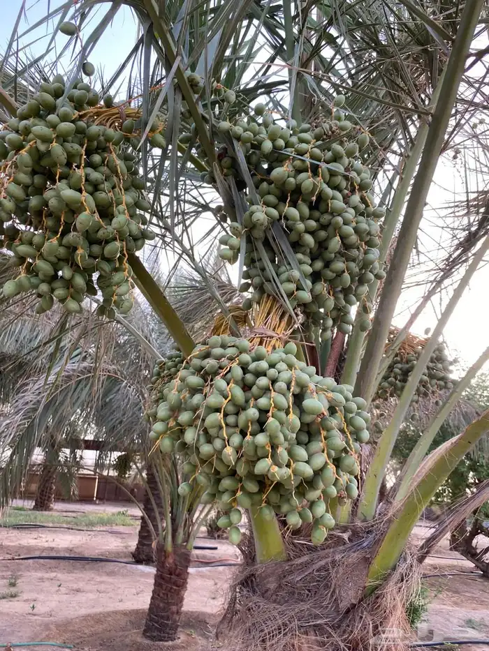 مزرعة 33