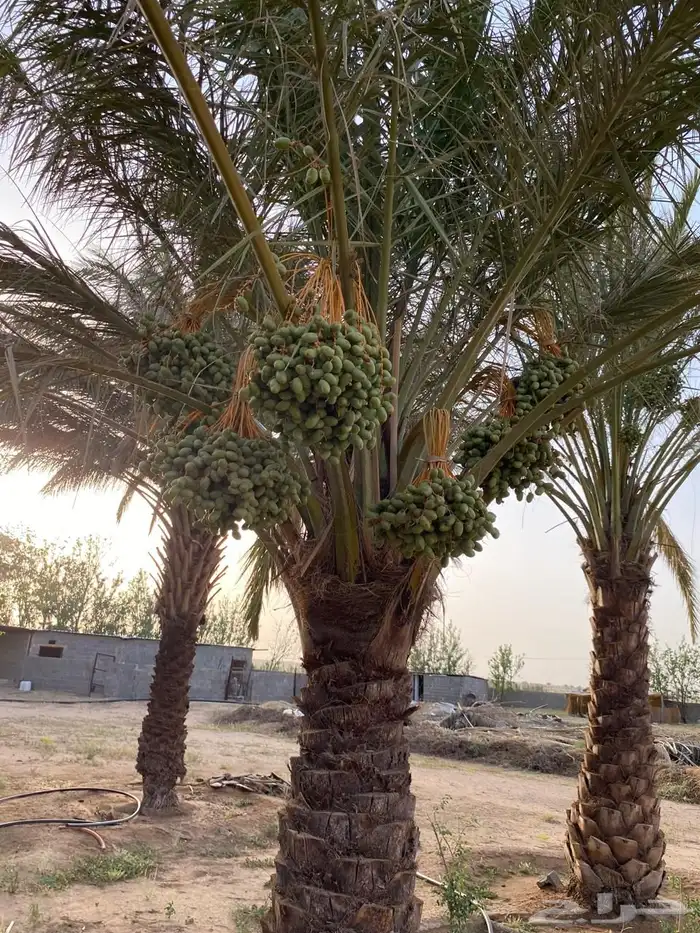 مزرعة 32