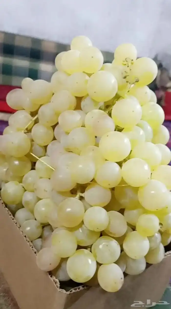 شتلات حماط براون فاخره(بدأ الحجز) ورمان بيده 19