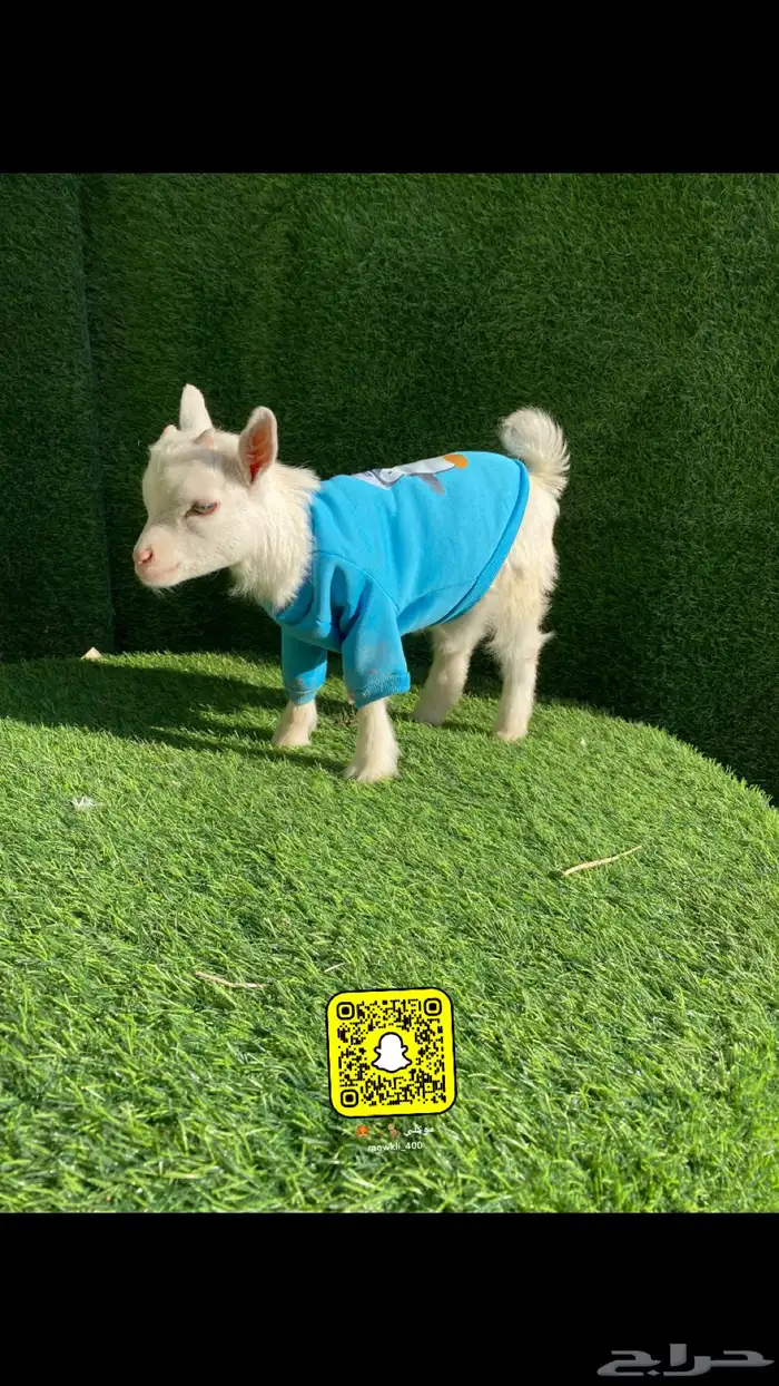 ماعز قزم عروض 1