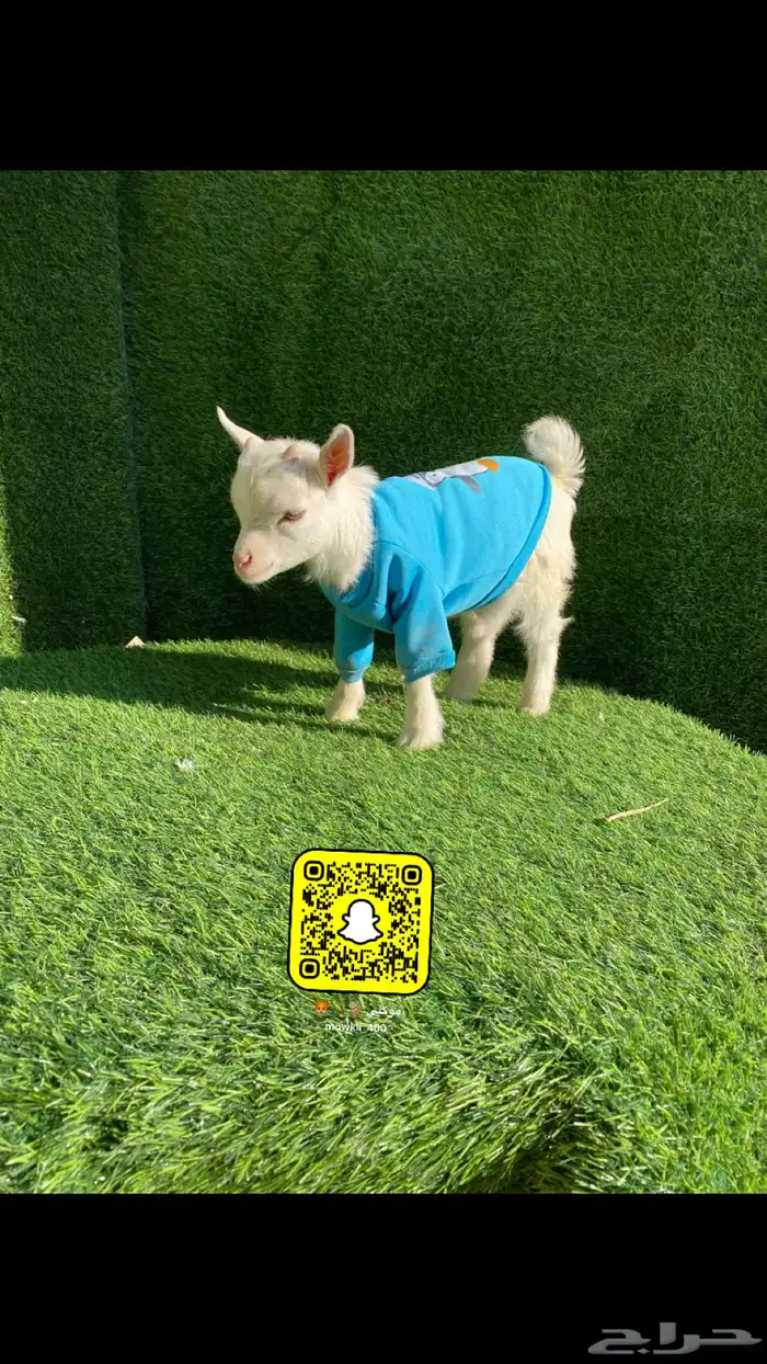 ماعز قزم عروض 0