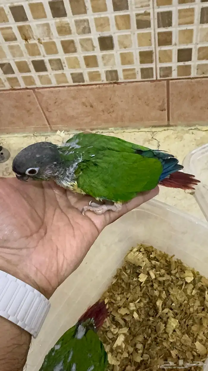 فروخ كنيور يلو سايد انتاج محلي 0