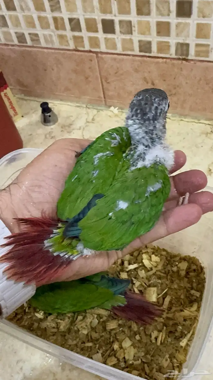 فروخ كنيور يلو سايد انتاج محلي 6