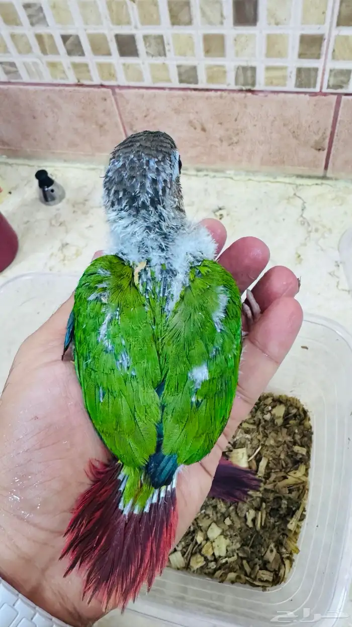 فروخ كنيور يلو سايد انتاج محلي 8