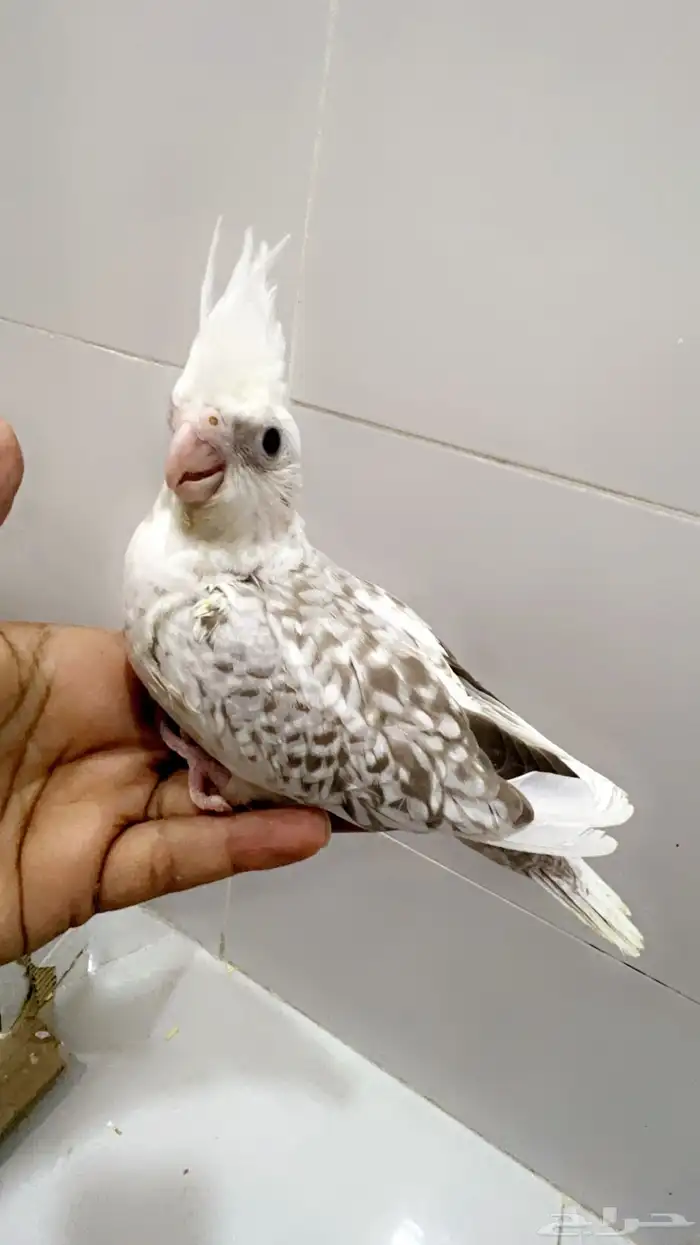 كروان هولندي فراشه 3