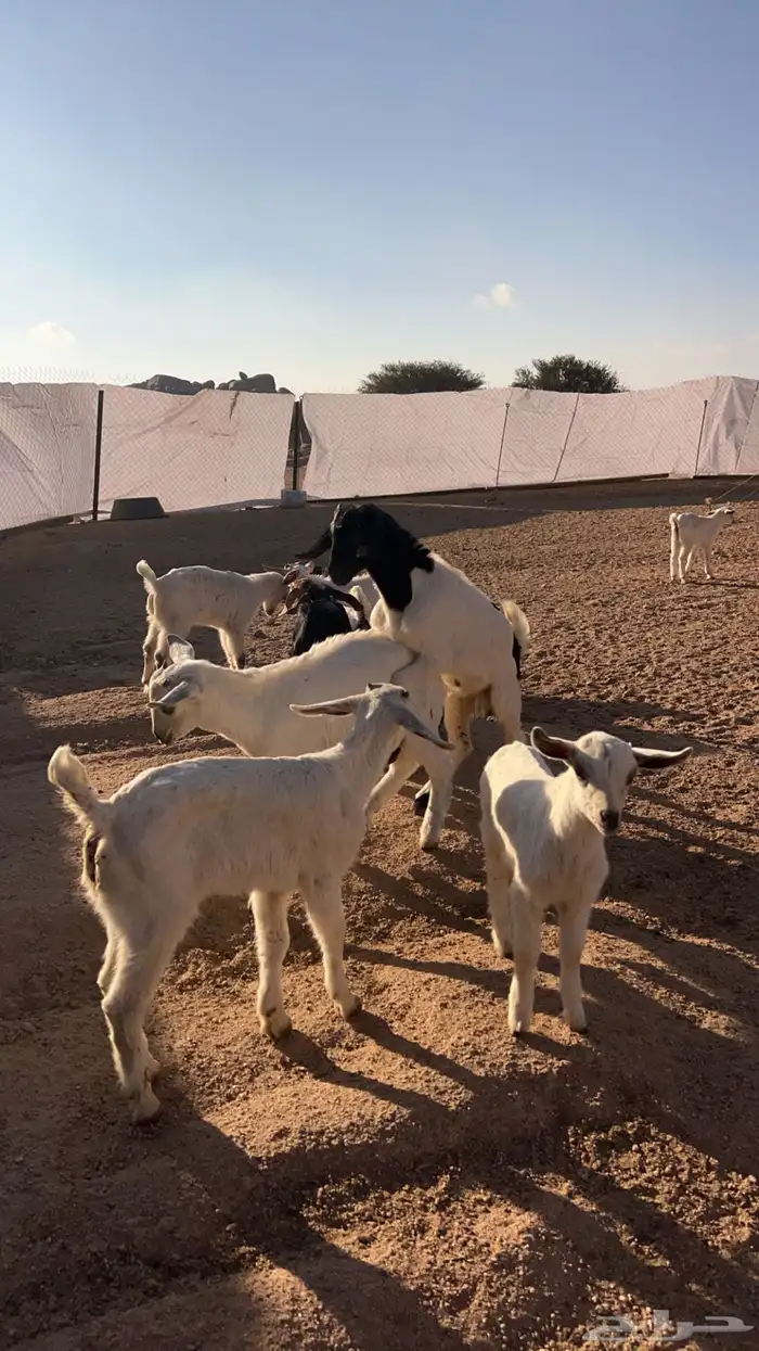 عنقان وتيوس منادي 0