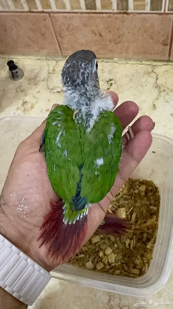 فروخ كنيور يلو سايد انتاج محلي 7