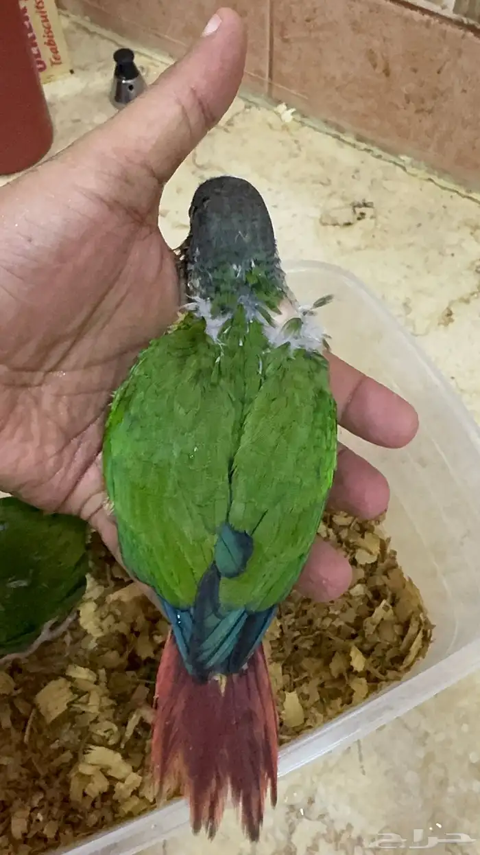 فروخ كنيور يلو سايد انتاج محلي 5