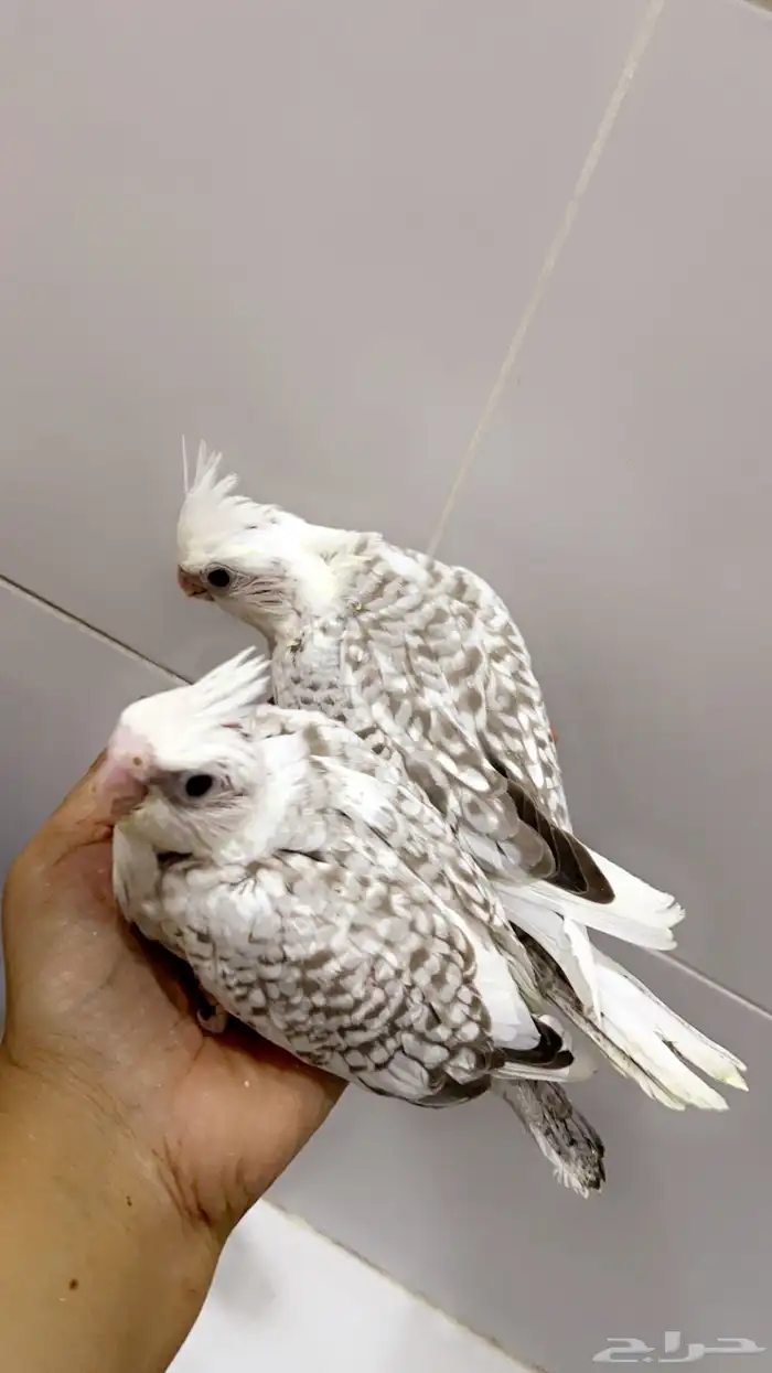 كروان هولندي فراشه 1