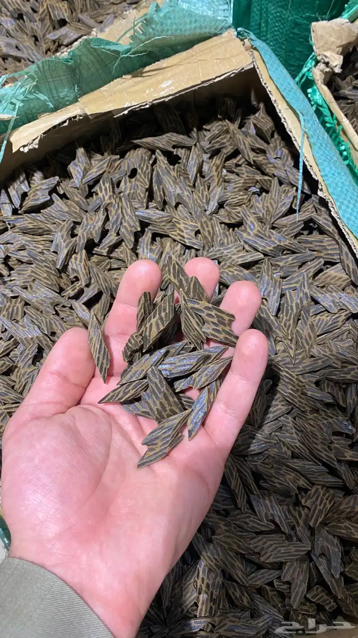 عود تايقر 0