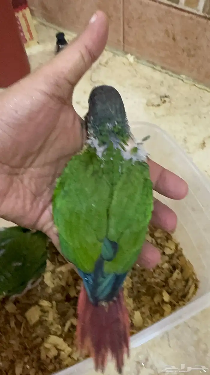 فروخ كنيور يلو سايد انتاج محلي 2