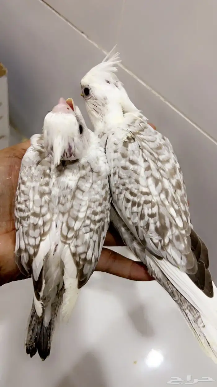 كروان هولندي فراشه 2