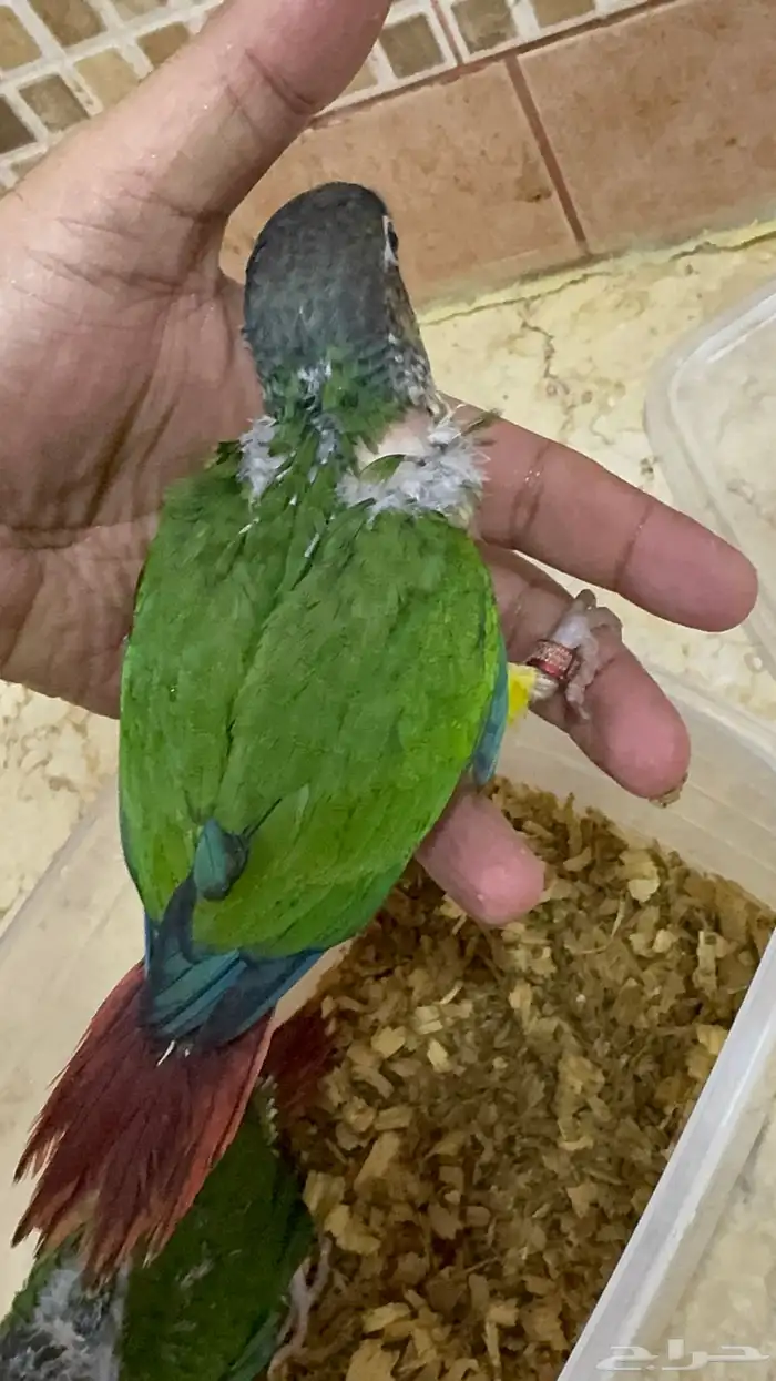 فروخ كنيور يلو سايد انتاج محلي 3