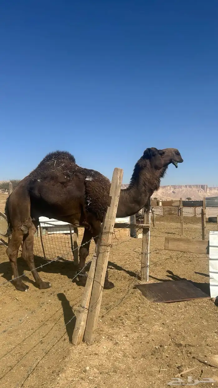 بعير المجهم سنه ساديس مشروط أضرب وهداوه لقح انتاج طيب 1
