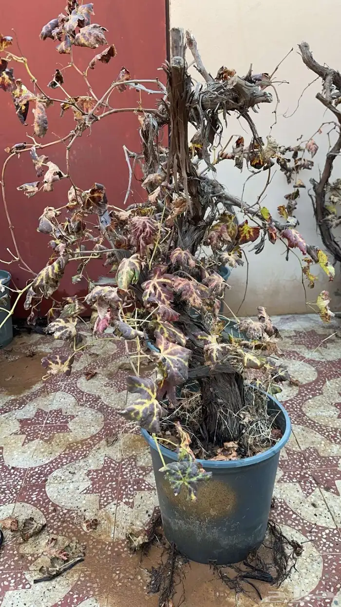 شجر عنب حللوني منتج العام الماضي 0