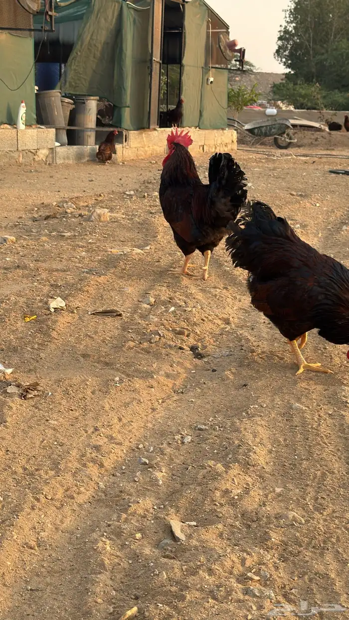 دجاج فرنسي صنف 17