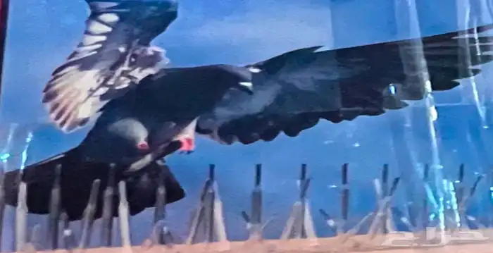 مانع الطيور أمريكي اصلي كرتون كامل 2