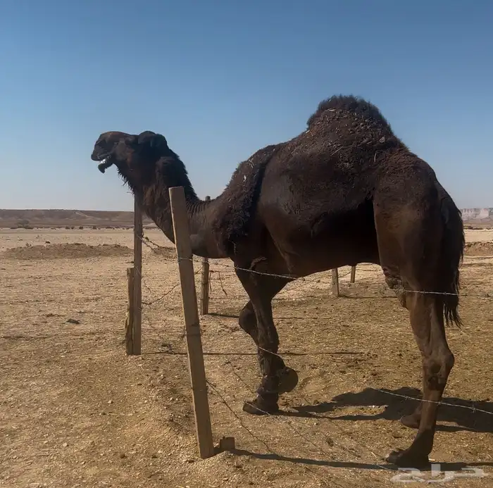 بعير المجهم سنه ساديس مشروط أضرب وهداوه لقح انتاج طيب 0