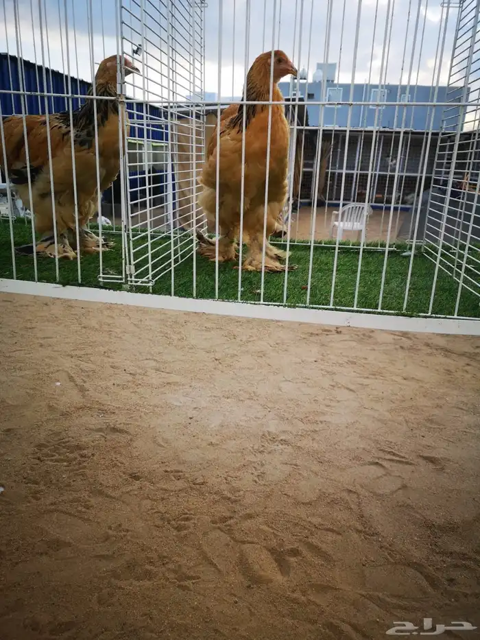 فروخ براهما بوف فاخره 2