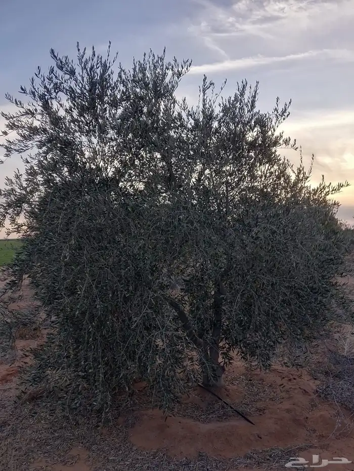 اشجار زيتون 6