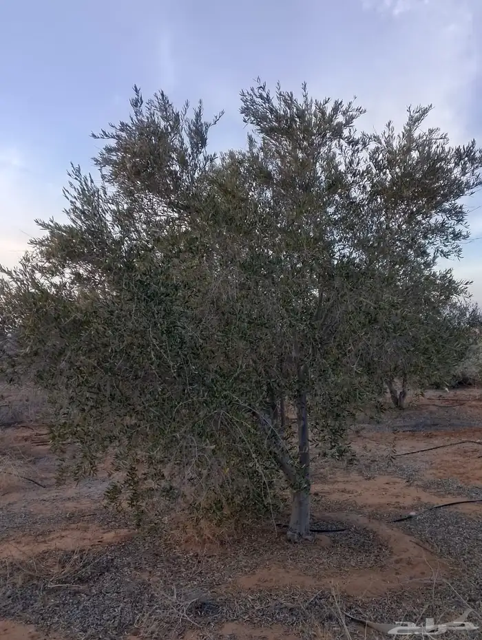 اشجار زيتون 2