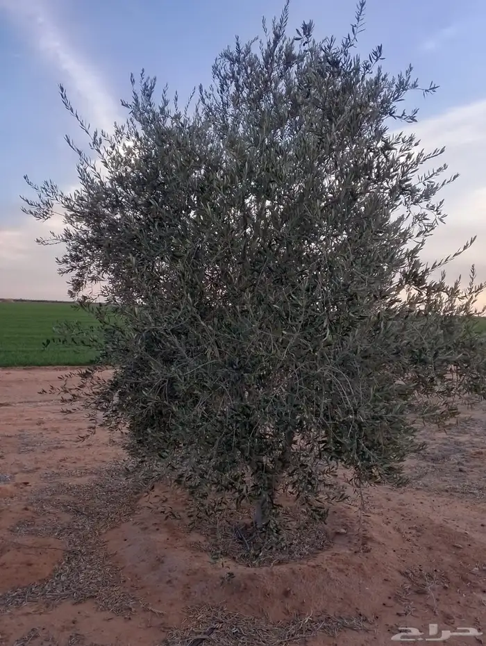 اشجار زيتون 5