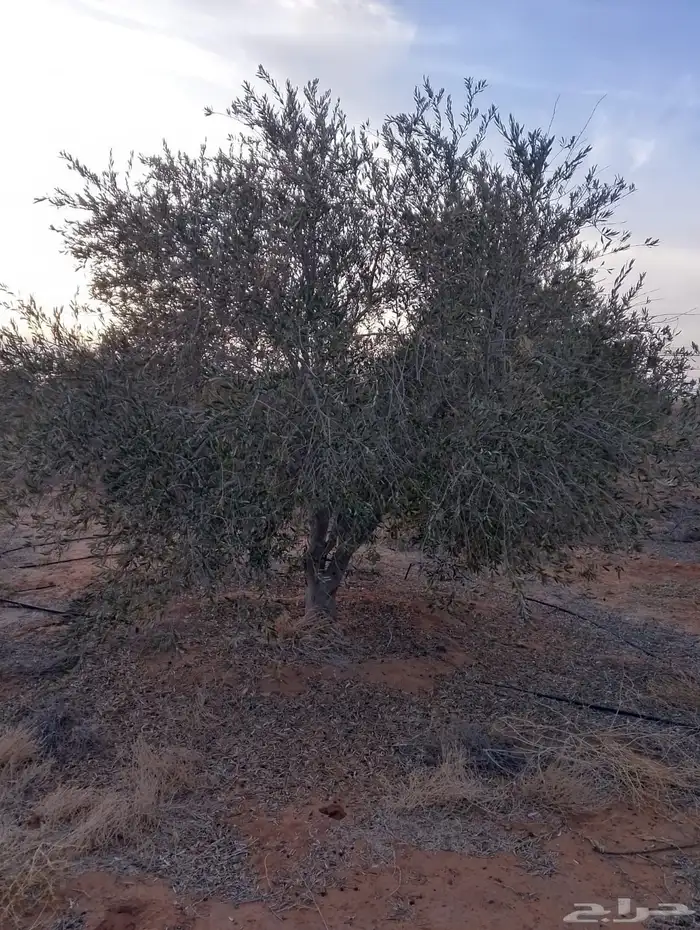 اشجار زيتون 9