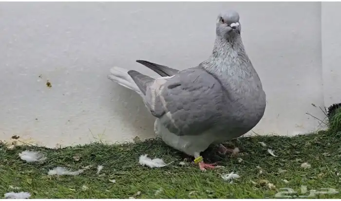 حمام فرش 2