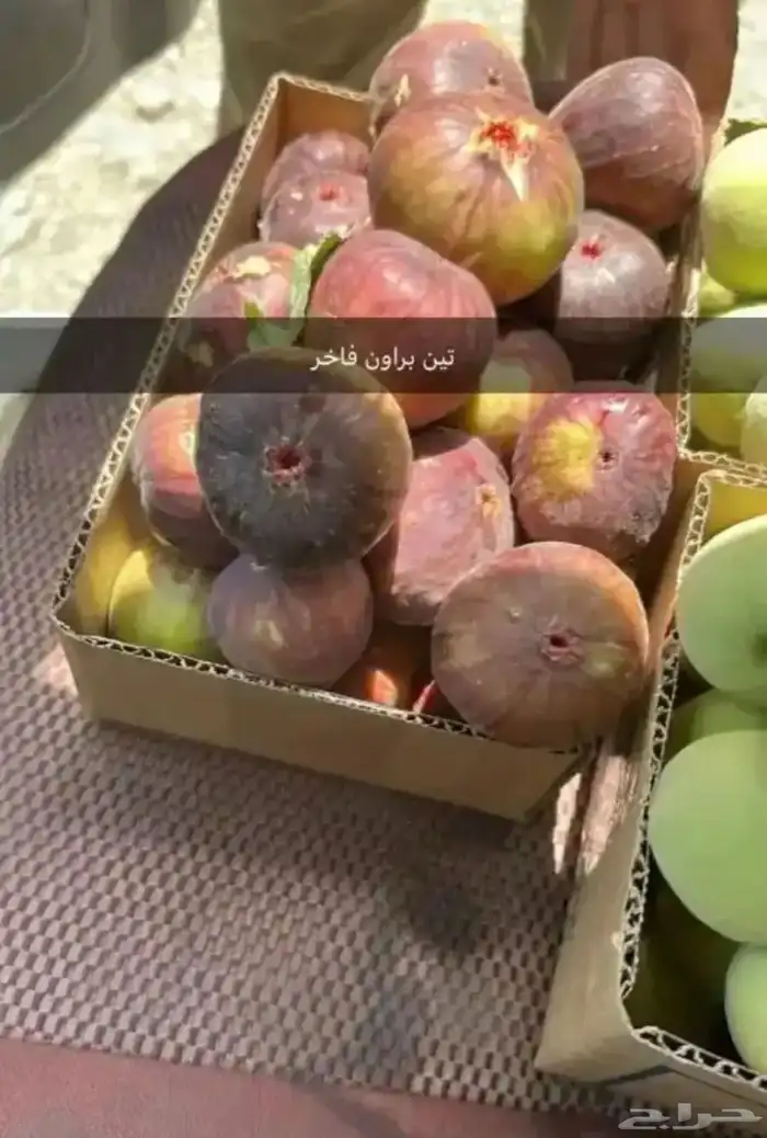 شتلات رمان بيده الفاخر عرض خاص 24 ساعه 5