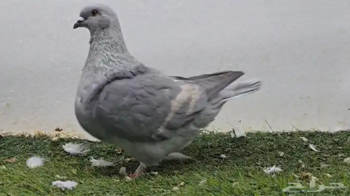 حمام فرش 1