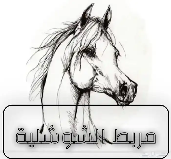 أيواء خيل ( الدوادمي ) 0