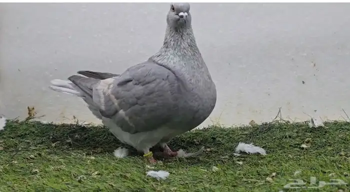 حمام فرش 0