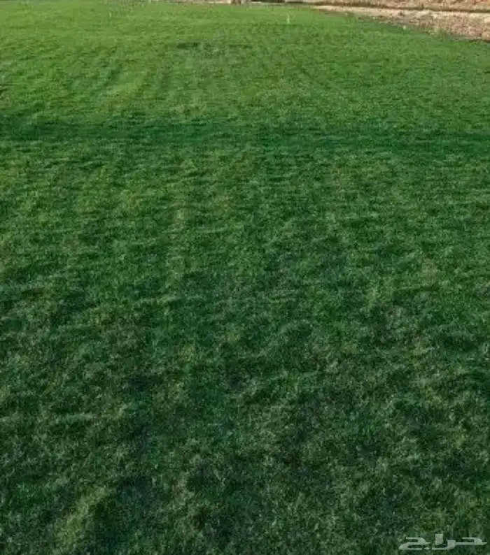 مزرعة إنجيله للتقبل 1