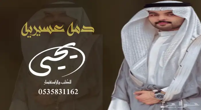 منشد شيلات شاعر جزل 0