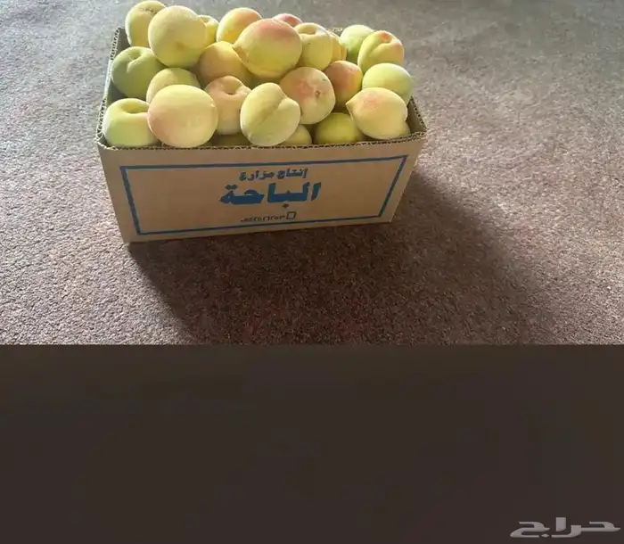 شتلات رمان بيده الفاخر عرض خاص 24 ساعه 9