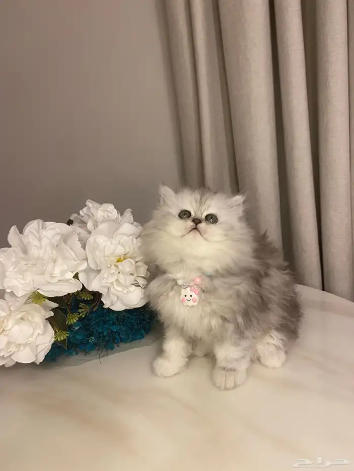 قطط للبيع سكوتش 9