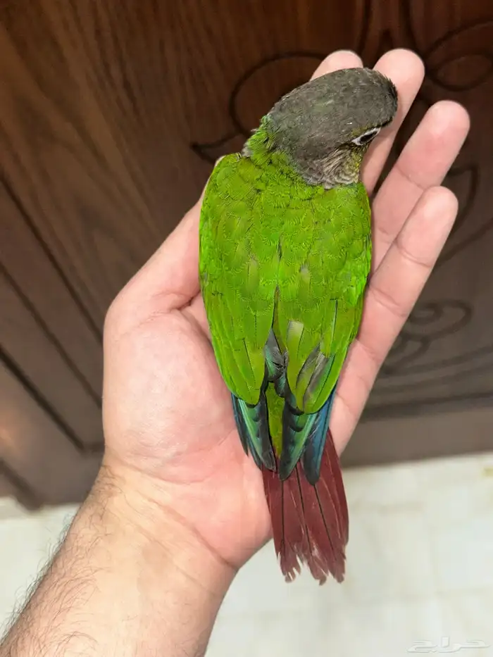 كنيور قرين شيك تم البيع 1