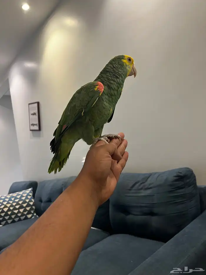 دبل يلو هيد حار ومتكلم بالوجه وعلى اليد اليف حمامه تم البيع 9