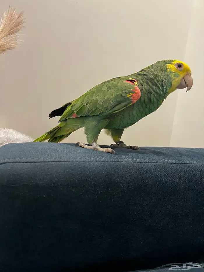 دبل يلو هيد حار ومتكلم بالوجه وعلى اليد اليف حمامه تم البيع 5