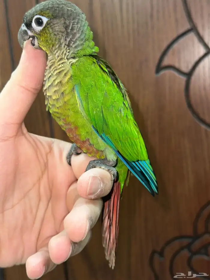 كنيور قرين شيك تم البيع 2