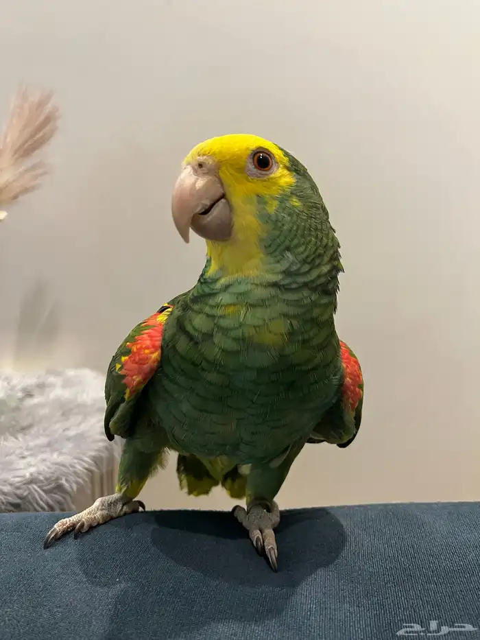 دبل يلو هيد حار ومتكلم بالوجه وعلى اليد اليف حمامه تم البيع 1