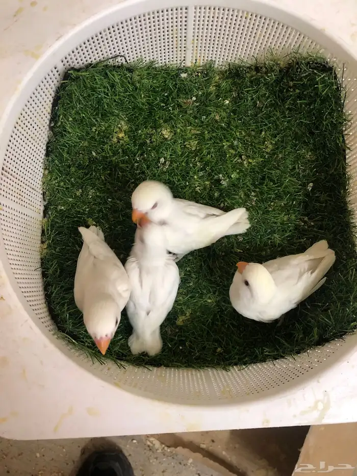 فروخ روز البينو غر 3