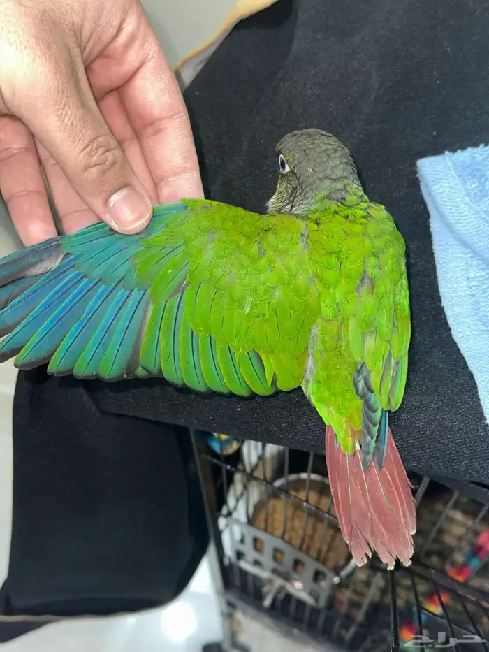 كنيور قرين شيك تم البيع 6