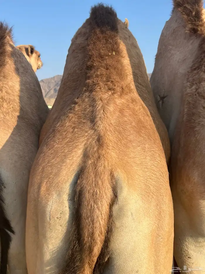 قعدان مناسبات يوجد بلدي وطائفي 4